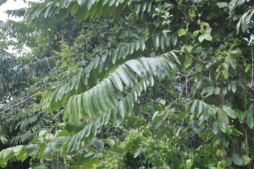 Foto de Ucuuba
