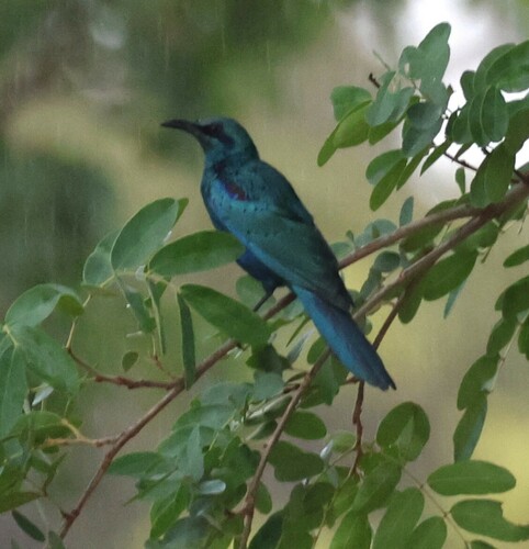 Sharp-tailed Starling (Lamprotornis acuticaudus), photo 2