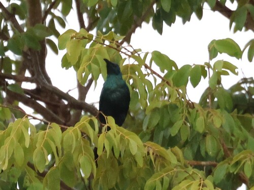 Sharp-tailed Starling (Lamprotornis acuticaudus), photo 1