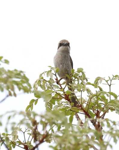 Souza's Shrike (Lanius souzae), photo 9