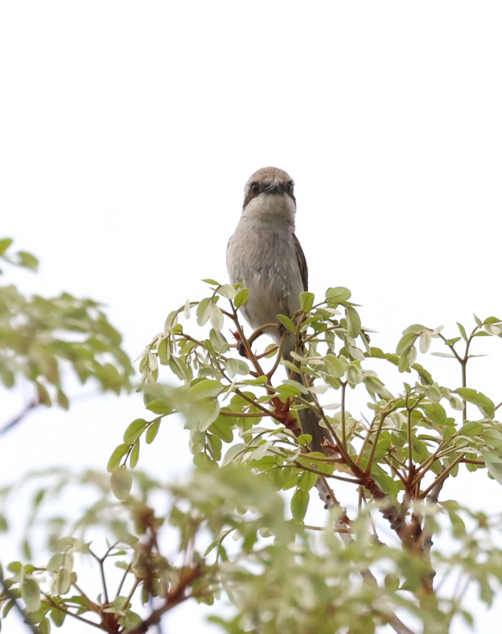 Souza's Shrike
