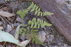 Myriopteris fendleri