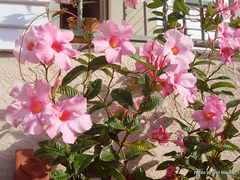 Mandevilla amabilis