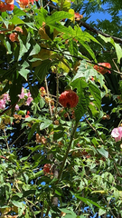 Callianthe picta image