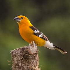 Pheucticus chrysopeplus