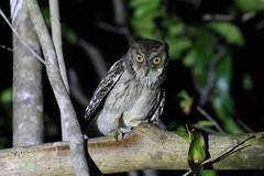 Mantanani Scops-Owl photo 1