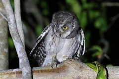 Mantanani Scops-Owl photo 2