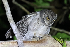 Mantanani Scops-Owl photo 3