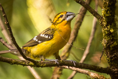 Pheucticus chrysopeplus