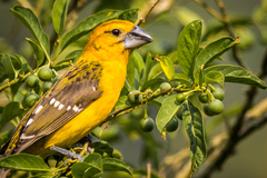 Pheucticus chrysopeplus