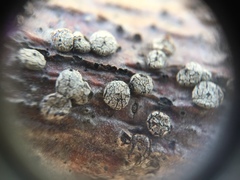 Coccomyces strobi