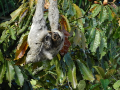 Bradypus variegatus tapajoensis
