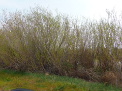 Salix planifolia