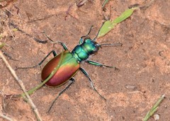 Cicindela scutellaris scutellaris