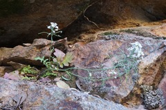 Dryopetalon runcinatum