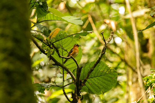 iNaturalist image