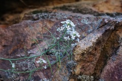 Dryopetalon runcinatum