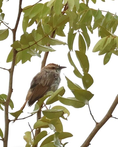 Tinkling Cisticola (Cisticola rufilatus), photo 5