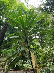 Sessile leaf mango (Mangifera subsessilifolia)