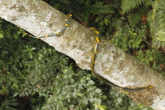 Rainbow Tree Snake photo 3
