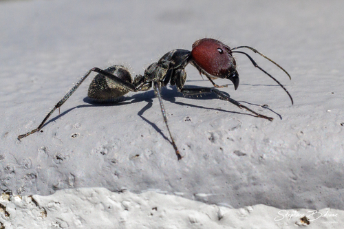 (c) S.Bidouze, some rights reserved (CC BY-NC), uploaded by S.Bidouze