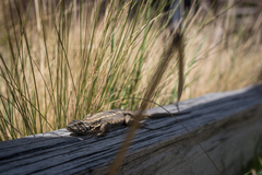 Liolaemus septentrionalis