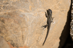 Liolaemus septentrionalis