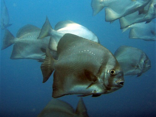 Shortfin batfish (Zabidius novemaculeatus) — Ephippidae — 5