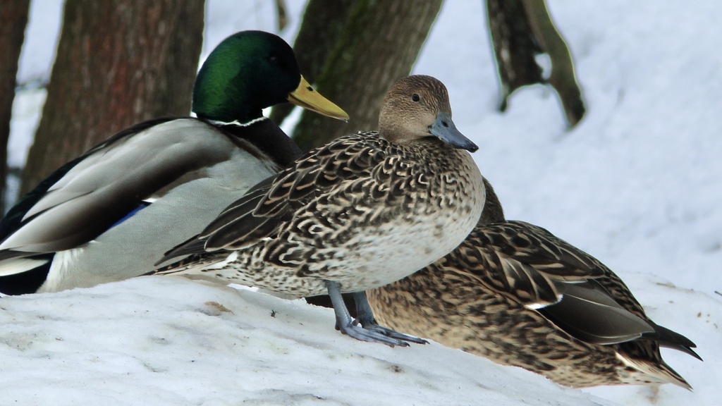 Northern Pintail from Бутовский парк, Москва, Москва, RU on February 1 ...