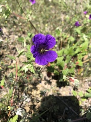 Erodium texanum