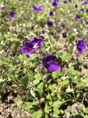 Erodium texanum