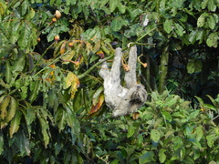 Bradypus variegatus tapajoensis