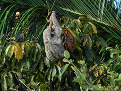 Bradypus variegatus tapajoensis