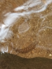 Nemacheilus triangularis