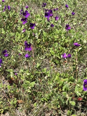 Erodium texanum