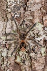 Phrixotrichus vulpinus