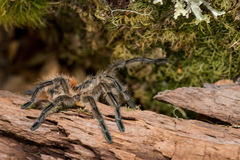 Phrixotrichus vulpinus