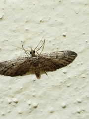 Lepidoptera