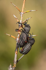 Aegorhinus albolineatus