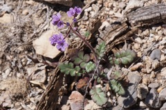 Phacelia bombycina