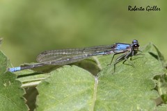 Oxyagrion ablutum
