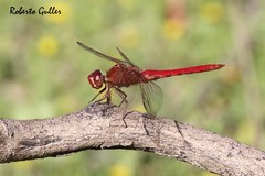 Orthemis nodiplaga