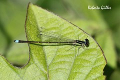 Argentagrion ambiguum