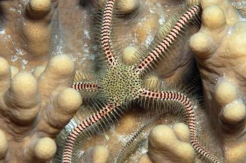 Spotted-disc Brittle Star