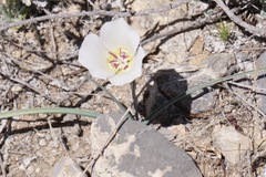 Calochortus ambiguus