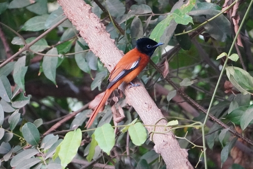 Red-bellied Paradise Flycatcher (Terpsiphone rufiventer), photo 9