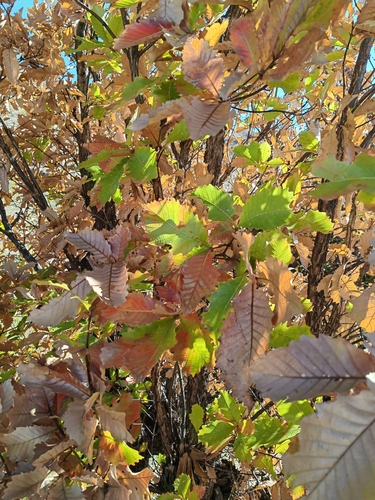 Quercus magnoliifolia