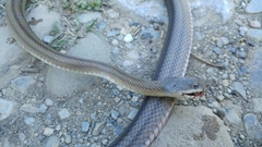 Pantherophis bairdi
