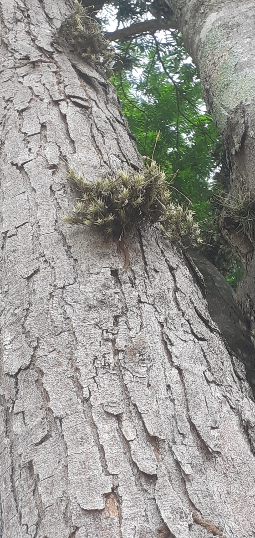 Tillandsia tricholepis