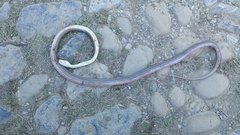 Pantherophis bairdi